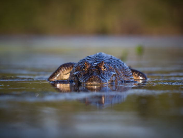 Kajman yacaré (Caiman yacare)