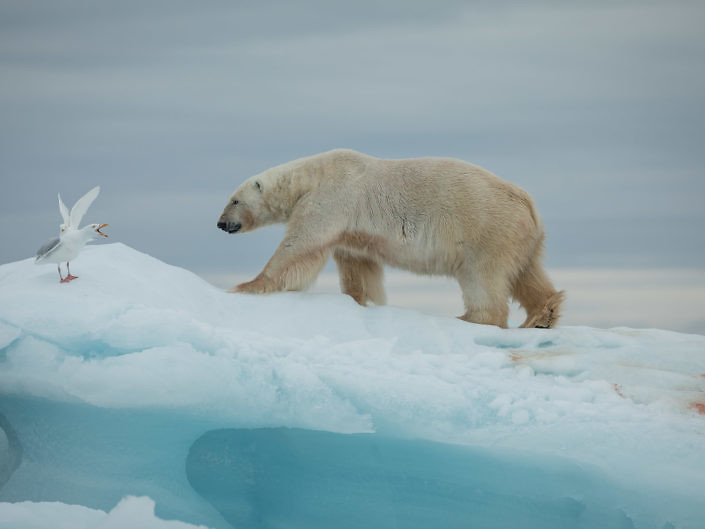 Medvěd lední (Ursus maritimus)