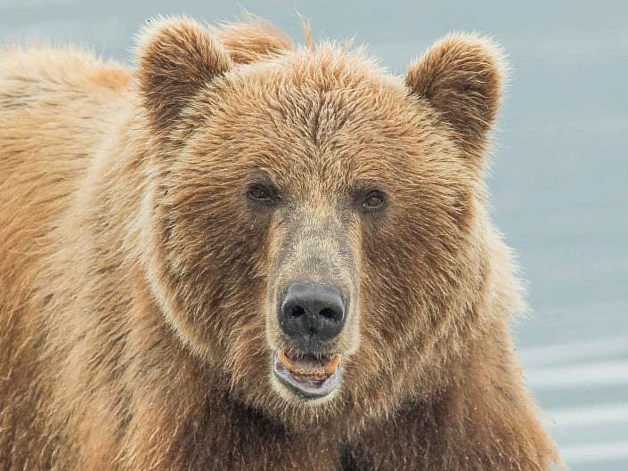 Medvěd kamčatský (Ursus arctos beringianus)