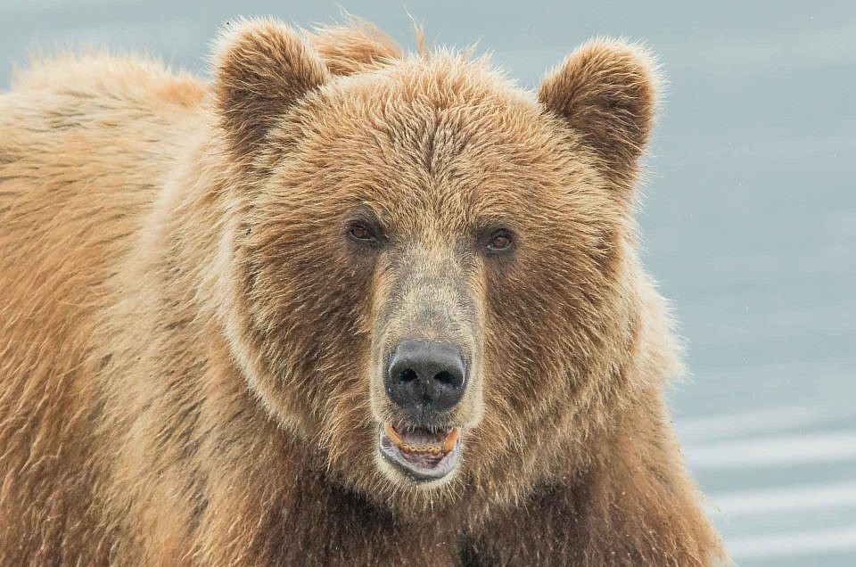 Kamčatka - země medvědů