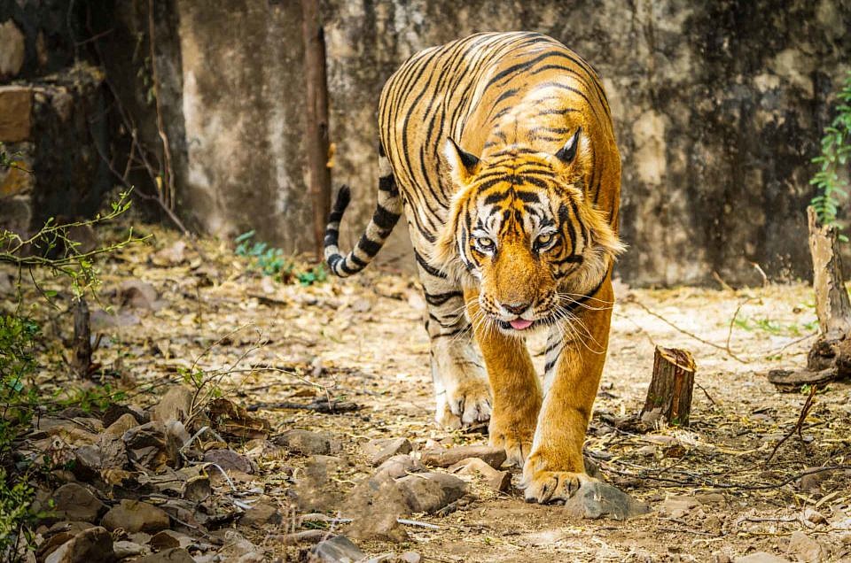 Za tygrem do Ranthambore